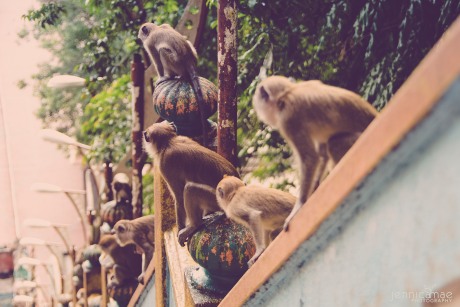 So many monkeys!!