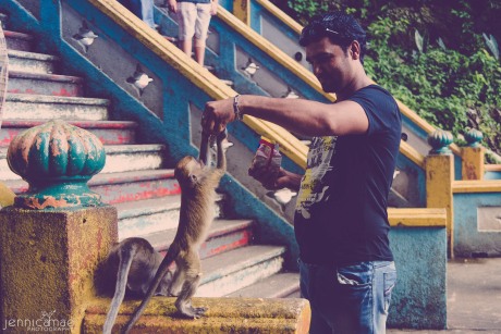 This guy is the reason that the monkeys aren't afraid of humans and feel entitled to food...